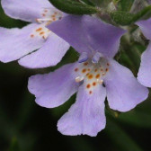 westringia