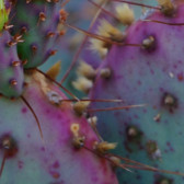 prickly pear